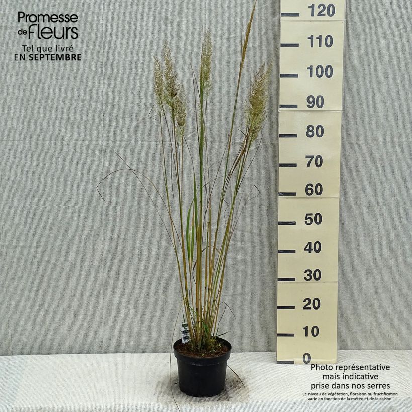 Exemplaar van Calamagrostis brachytricha - Diamantgras Pot van 3 l/4 l zoals geleverd in de herfst