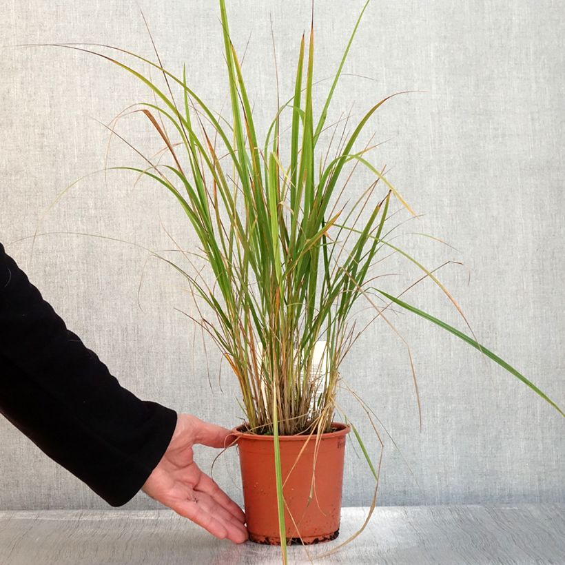Exemplaar van Calamagrostis brachytricha - Herbe aux diamants Pot de 1L/1,5L zoals geleverd in de herfst