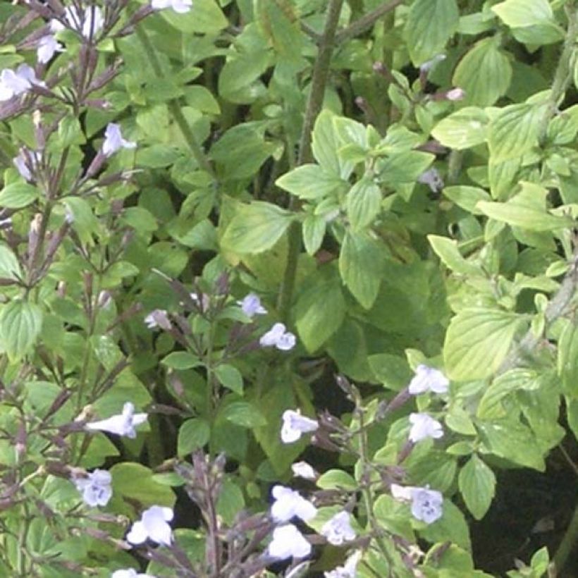 Calamintha nepeta - Bergsteentijm (Blad)