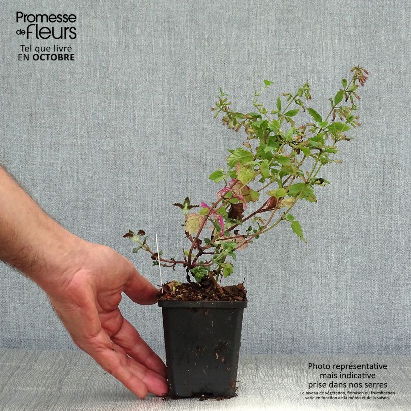 Exemplaar van Calamintha grandiflora - Grote steentijm Kweekpotje van 8/9 cm zoals geleverd in de herfst