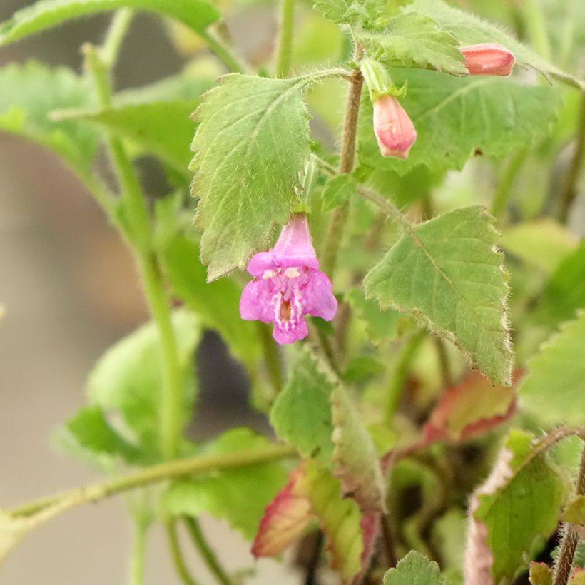 Calamintha grandiflora - Grote steentijm (Blad)