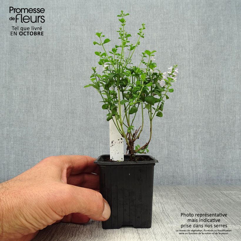 Exemplaar van Calamintha nepeta - Bergsteentijm Kweekpotje van 8/9 cm zoals geleverd in de herfst