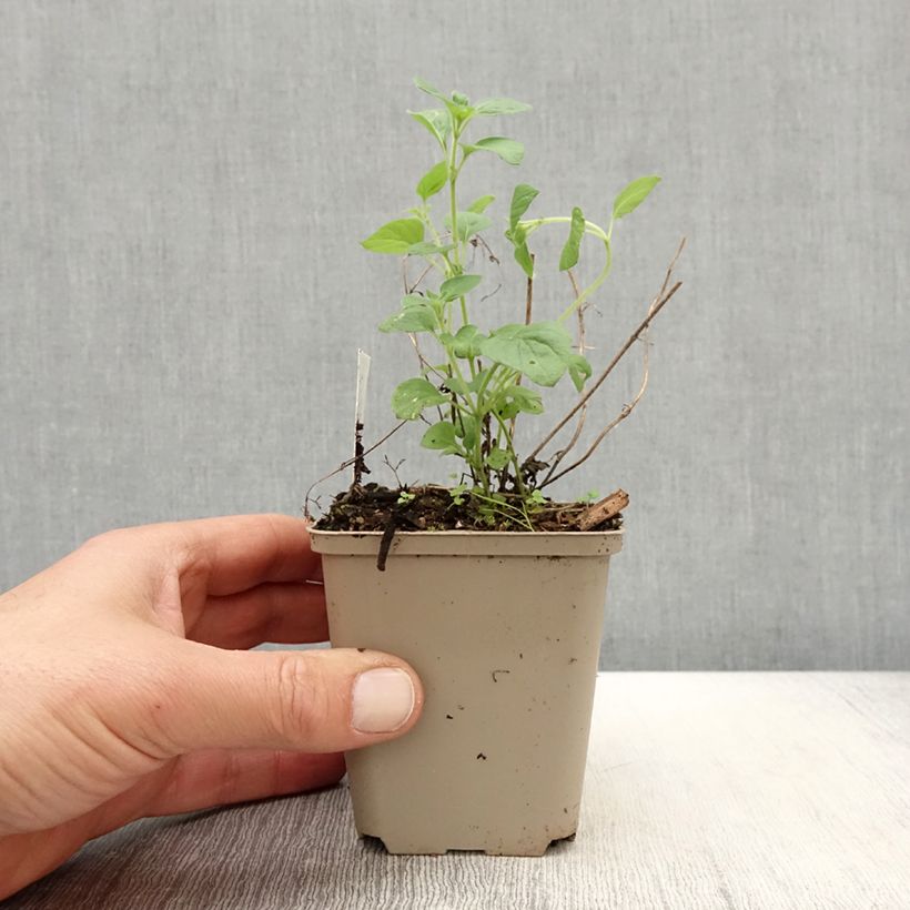 Exemplaar van Calamintha nepeta Weisser Riese - Bergsteentijm Kweekpotje van 8/9 cm zoals geleverd in de lente