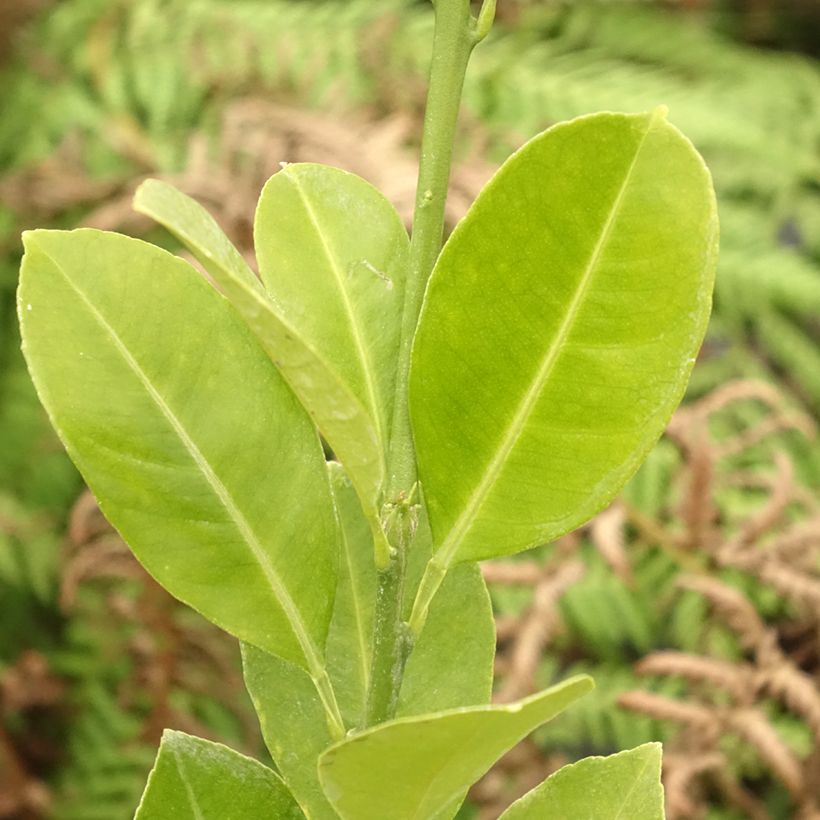 Citrus Calamondin (Blad)