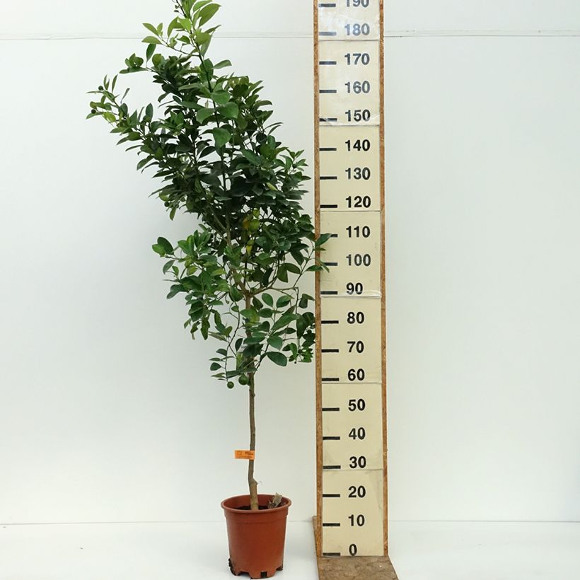 Exemplaar van Citrus Calamondin Pot van 3 l/4 l, Pol zoals geleverd in de zomer