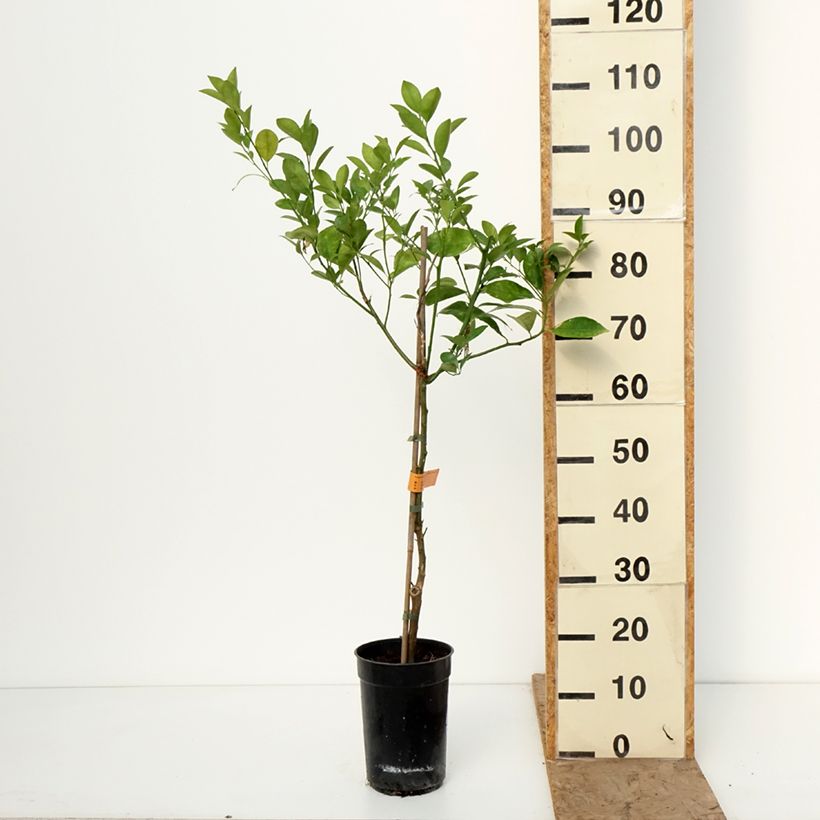 Exemplaar van Citrus Calamondin Pot van 3 l/4 l, Pol zoals geleverd in de winter