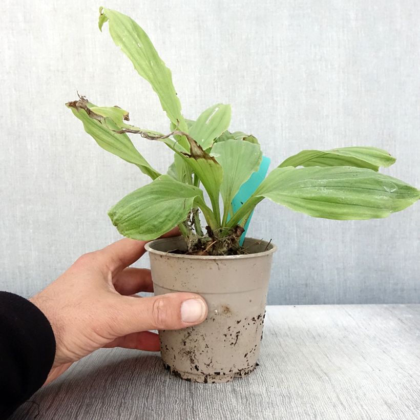 Exemplaar van Calanthe  Arizona Dream - Tuinorchidee Pot van 1 l/1,5 l zoals geleverd in de herfst