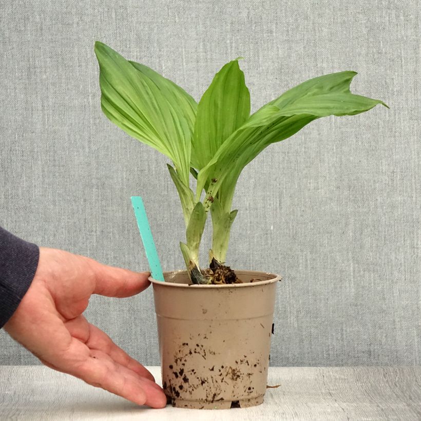 Exemplaar van Calanthe  Arizona Dream - Tuinorchidee Pot van 1 l/1,5 l zoals geleverd in de zomer
