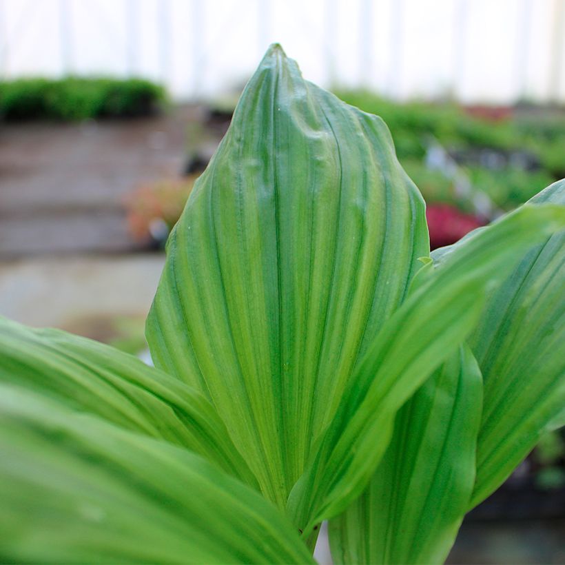 Calanthe  Arizona Dream - Tuinorchidee (Blad)