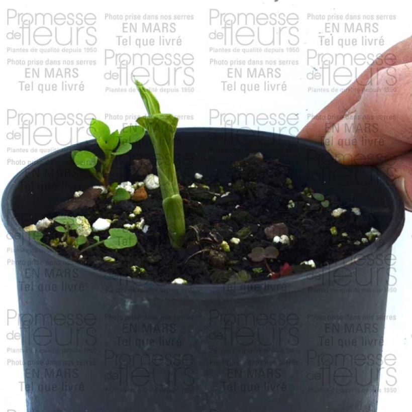 Voorbeeld van een exemplaar van Calanthe discolor - Tuinorchidee Bol kaliber I zoals geleverd