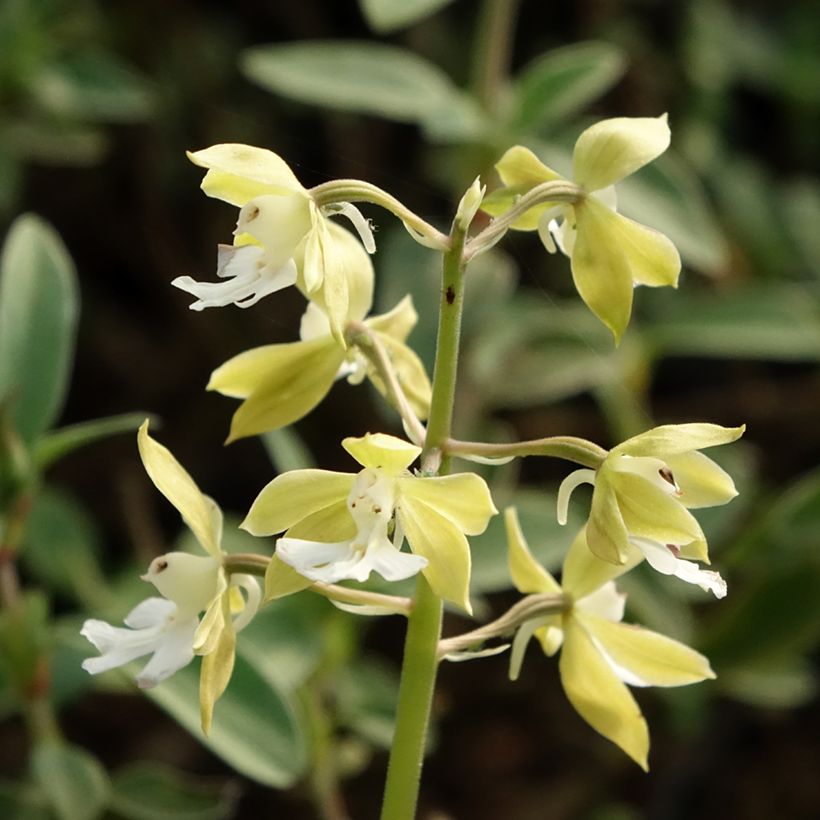 Calanthe discolor - Tuinorchidee (Bloei)