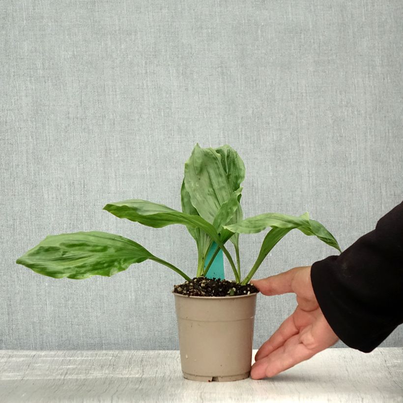 Exemplaar van Calanthe discolor Pot de 1L/1,5L calibre I zoals geleverd in de herfst