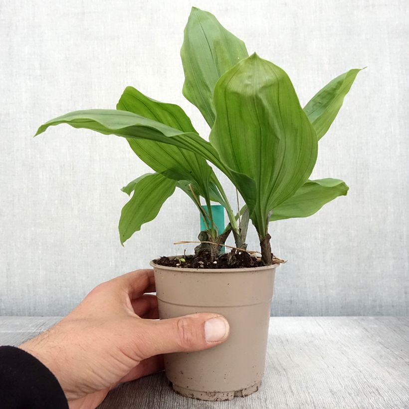Exemplaar van Calanthe Olive Green - Orchidée vivace Pot de 1,5L/2L zoals geleverd in de herfst