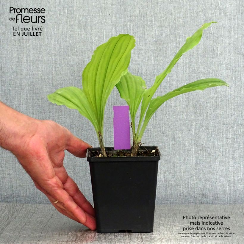 Exemplaar van Calanthe  Olive Green - Tuinorchidee Pot van 1,5 l/2 l zoals geleverd in de zomer