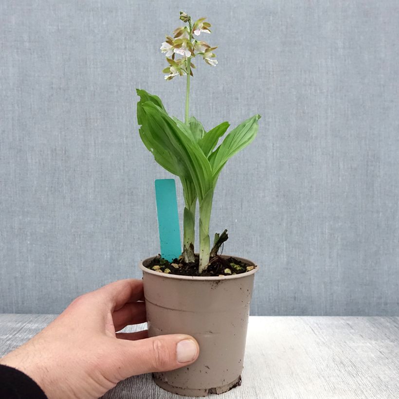 Exemplaar van Calanthe  Olive Green - Tuinorchidee Pot van 1,5 l/2 l zoals geleverd in de lente