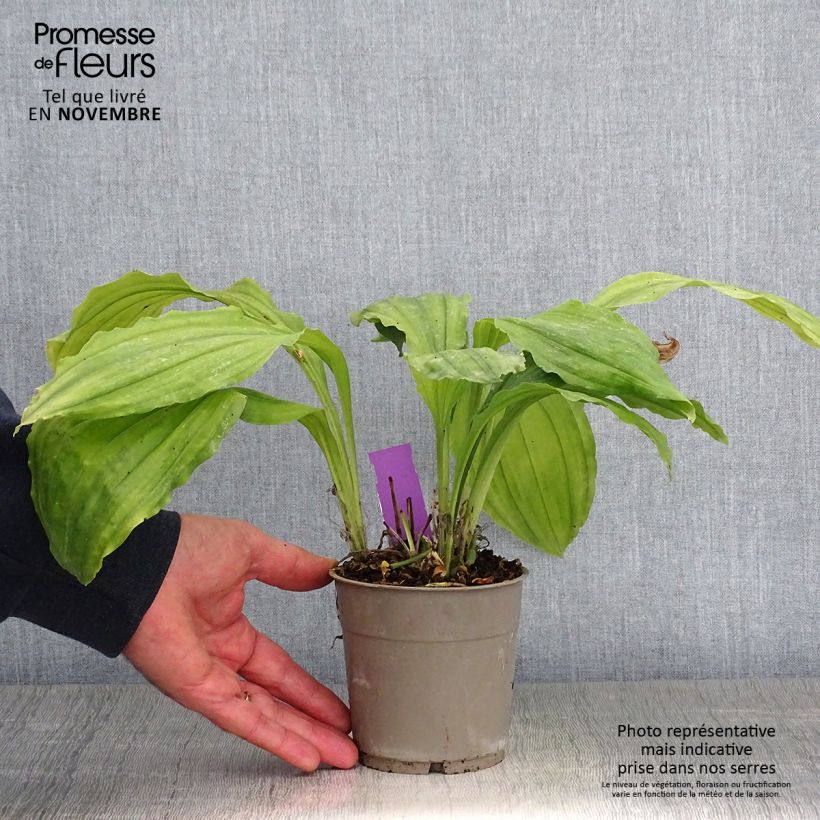 Exemplaar van Calanthe Pink & Cream - Orchidée vivace Pot de 1,5L/2L zoals geleverd in de herfst