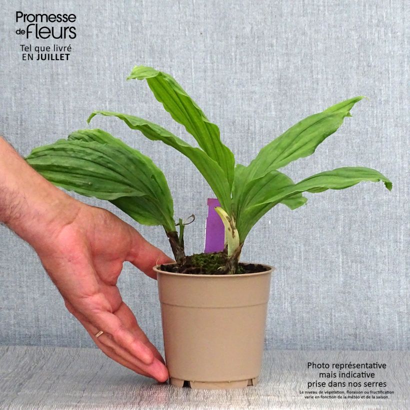 Exemplaar van Calanthe Pink & Cream - Tuinorchidee Pot van 1,5 l/2 l zoals geleverd in de zomer