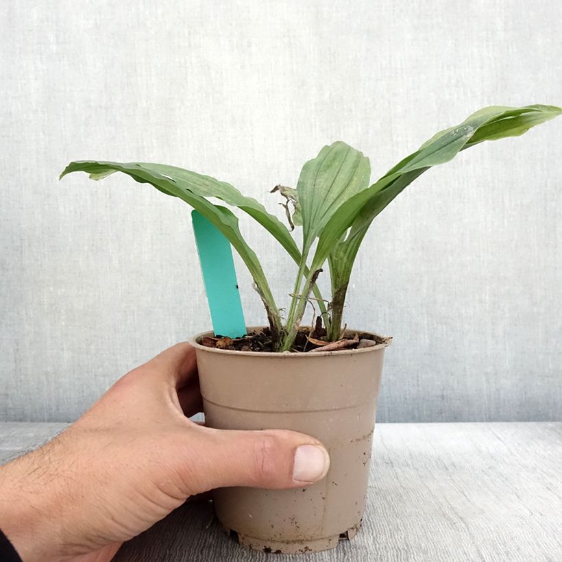 Exemplaar van Calanthe Red Sunset - Orchidée vivace Pot de 1L/1,5L zoals geleverd in de herfst