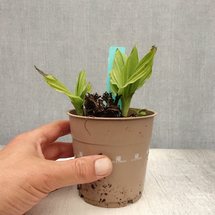 Exemplaar van Calanthe reflexa - Tuinorchidee Pot van 1,5 l/2 l kaliber I zoals geleverd in de zomer