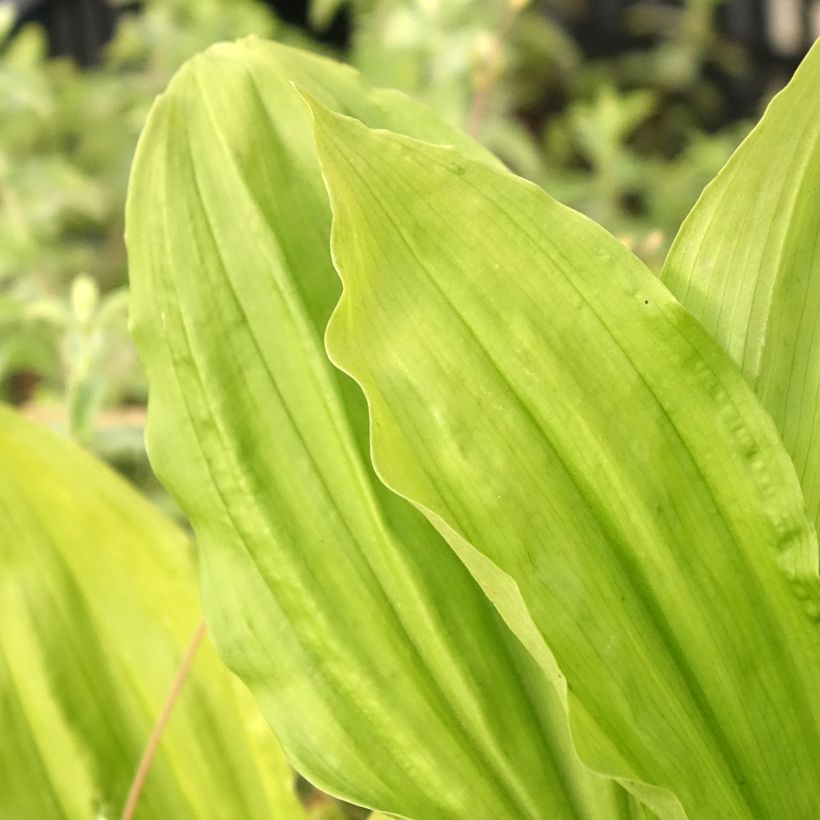 Calanthe sieboldii Light - Tuinorchidee (Blad)