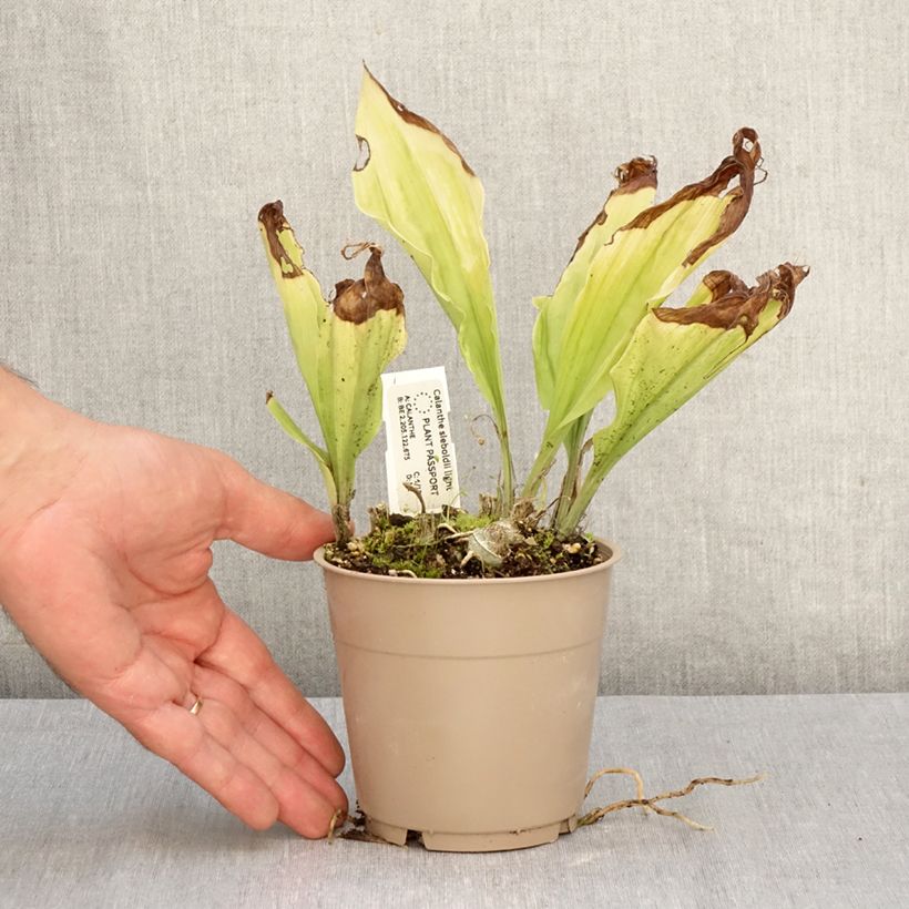 Exemplaar van Calanthe sieboldii Light - Tuinorchidee Pot van 1 l/1,5 l zoals geleverd in de herfst