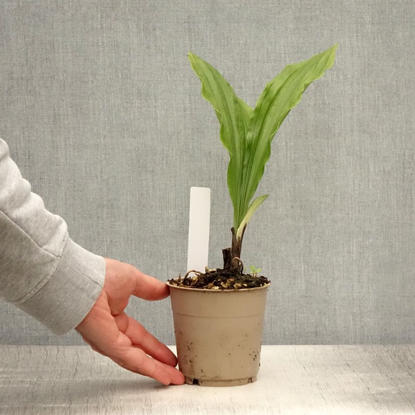 Exemplaar van Calanthe sieboldii Light - Tuinorchidee Pot van 1 l/1,5 l zoals geleverd in de zomer