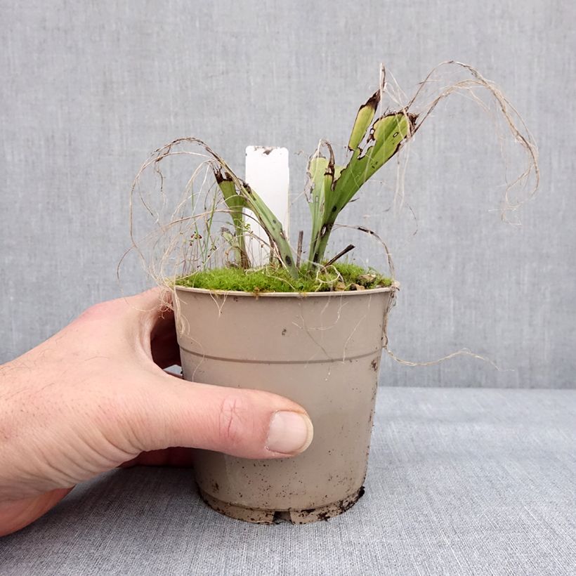 Exemplaar van Calanthe sieboldii Light - Tuinorchidee Pot van 1 l/1,5 l zoals geleverd in de winter