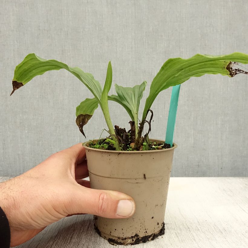 Exemplaar van Calanthe discolor (x) sieboldii Takane - Tuinorchidee Pot van 1 l/1,5 l zoals geleverd in de herfst