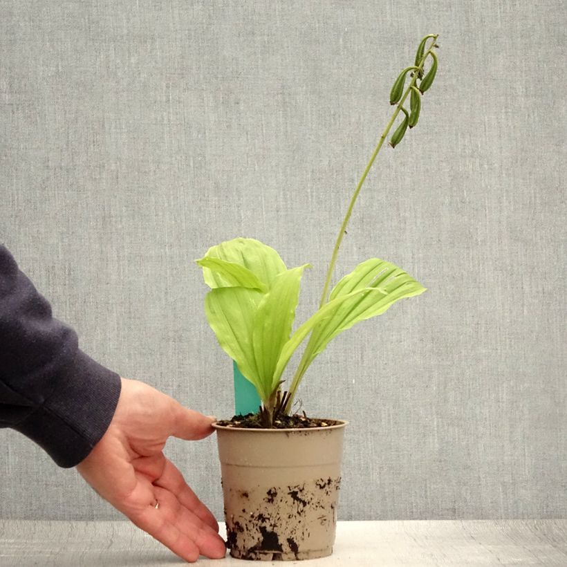 Exemplaar van Calanthe discolor (x) sieboldii Takane - Tuinorchidee Pot van 1 l/1,5 l zoals geleverd in de zomer
