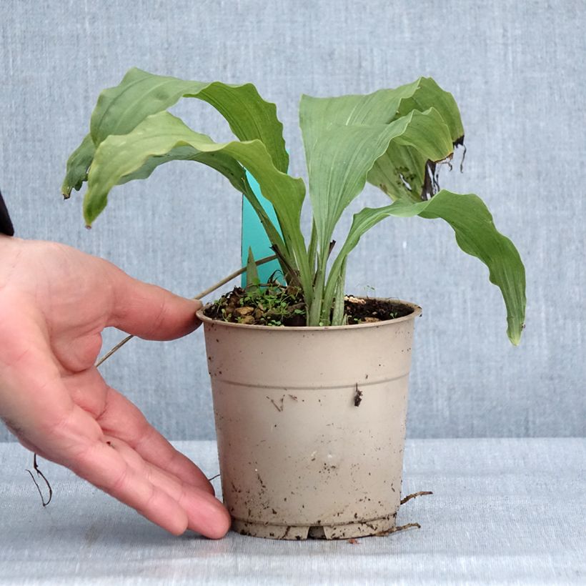 Exemplaar van Calanthe discolor (x) sieboldii Takane - Tuinorchidee Pot van 1 l/1,5 l zoals geleverd in de winter