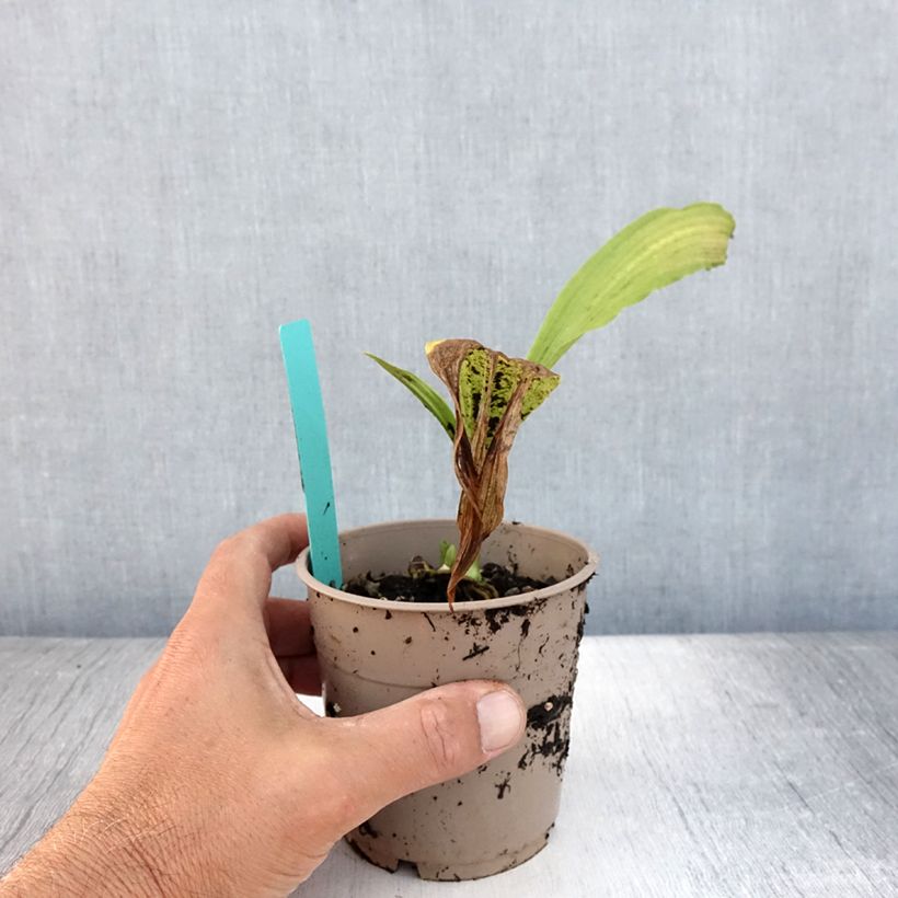 Exemplaar van Calanthe tricarinata - Tuinorchidee Pot van 1 l/1,5 l kaliber I zoals geleverd in de zomer