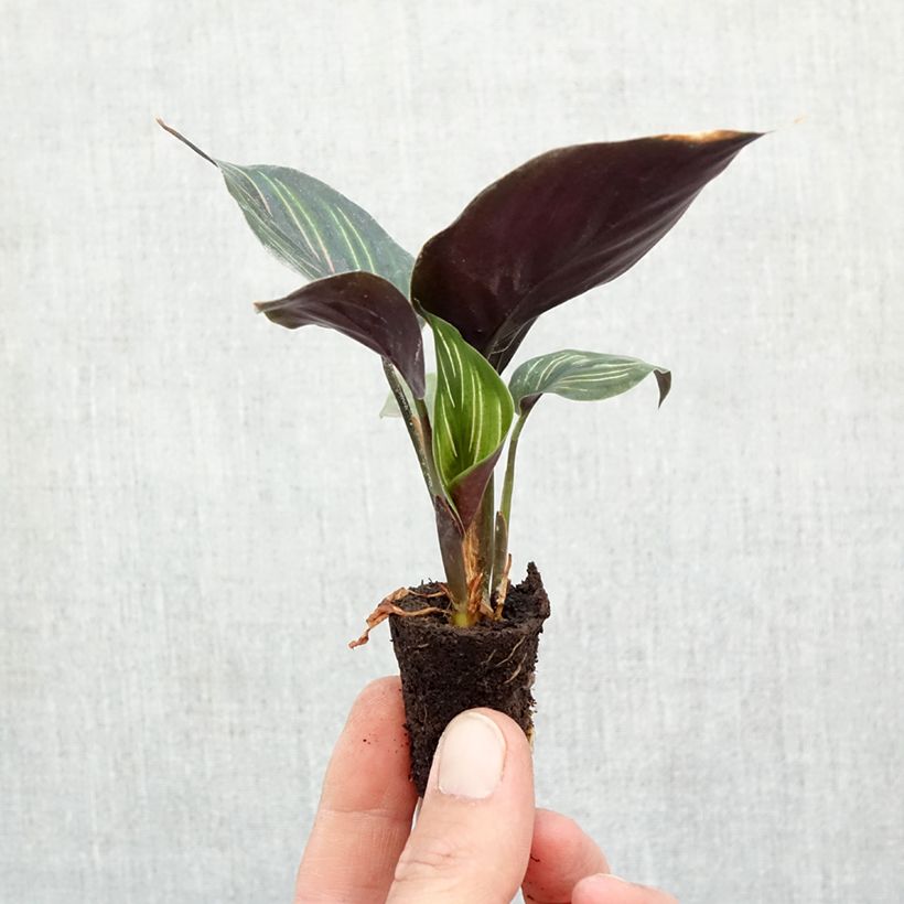 Exemplaar van Calathea Beauty Star - Pauwenplant Mini-kamerplanten zoals geleverd in de herfst