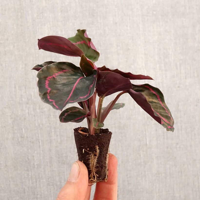 Example of Calathea Dottie - Pauwenplant Mini-kamerplanten as you get in printemps