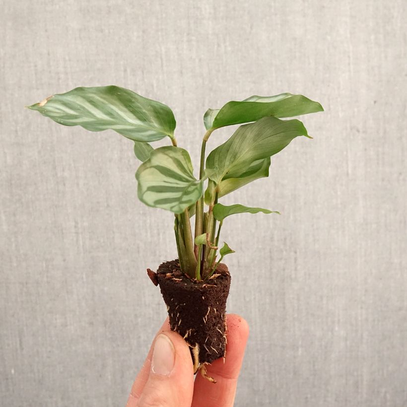 Exemplaar van Calathea Freddie - Pauwenplant Mini-kamerplanten zoals geleverd in de lente