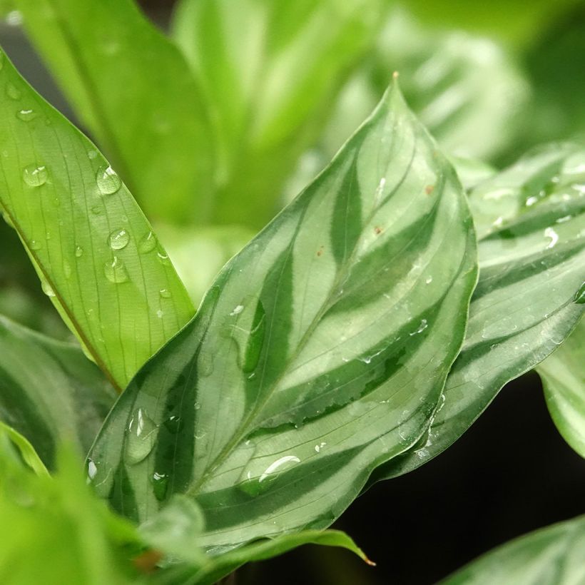 Calathea Freddie - Pauwenplant (Blad)