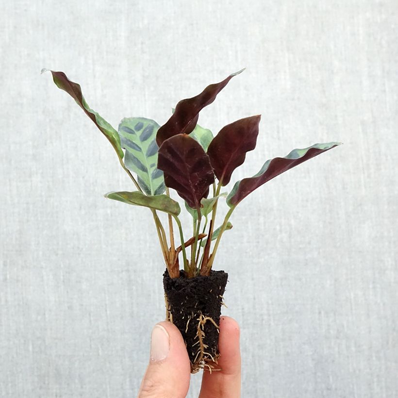 Exemplaar van Calathea insignis - Pauwenplant Mini-kamerplanten zoals geleverd in de herfst
