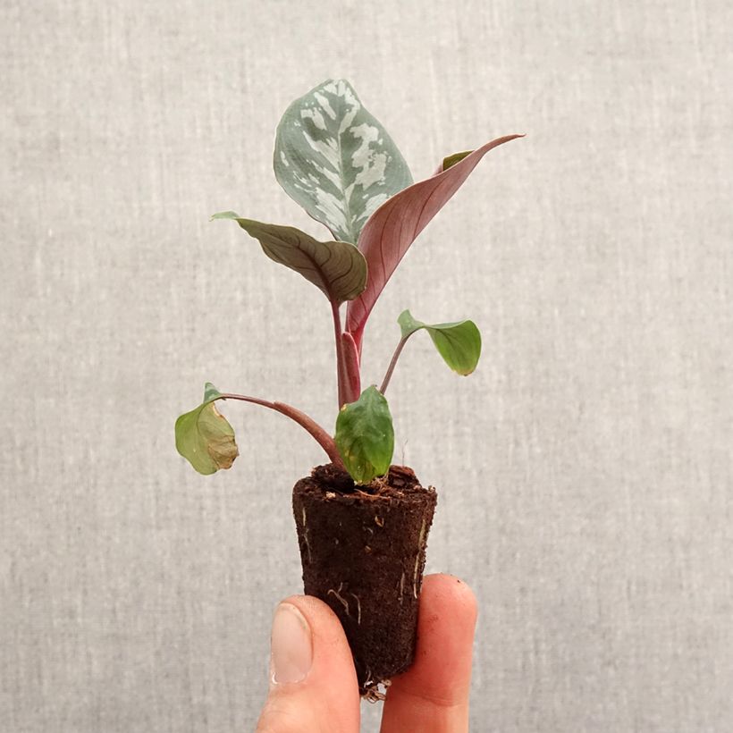 Exemplaar van Calathea Maui Queen - Pauwenplant Mini-kamerplanten zoals geleverd in de lente