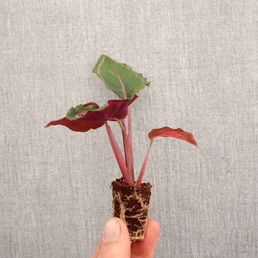 Exemplaar van Calathea Medallion - Pauwenplant Mini-kamerplanten zoals geleverd in de lente
