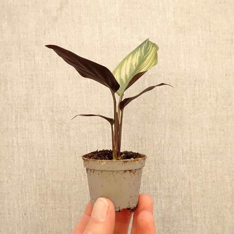 Exemplaar van Calathea Meili Mini-kamerplanten zoals geleverd in de lente