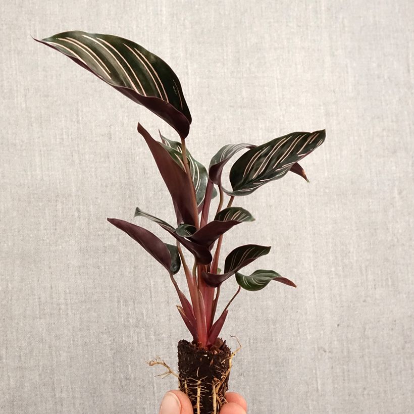Exemplaar van Calathea ornata - Pauwenplant Mini-kamerplanten zoals geleverd in de lente