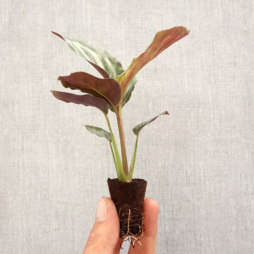 Example of Calathea Peacock - Pauwenplant Mini-kamerplanten as you get in printemps