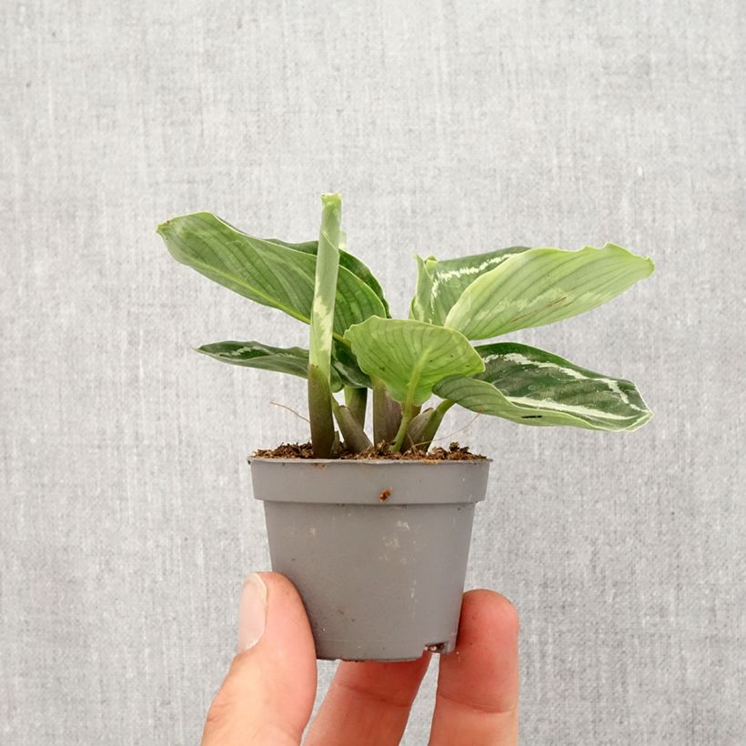 Exemplaar van Calathea roseopicta Green - Pauwenplant Mini-kamerplanten zoals geleverd in de lente