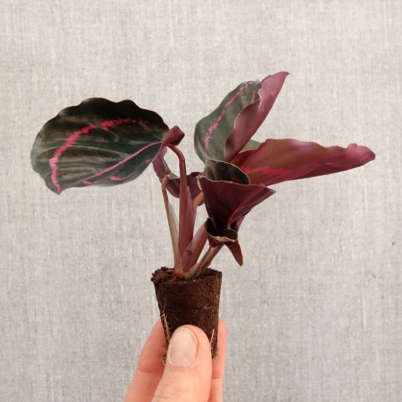 Exemplaar van Calathea roseopicta - Pauwenplant Mini-kamerplanten zoals geleverd in de lente