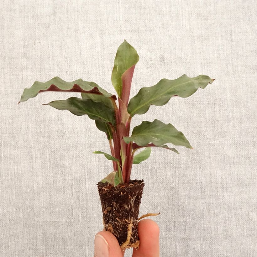 Example of Calathea rufibarba - Fluwelen Calathea Mini-kamerplanten as you get in printemps