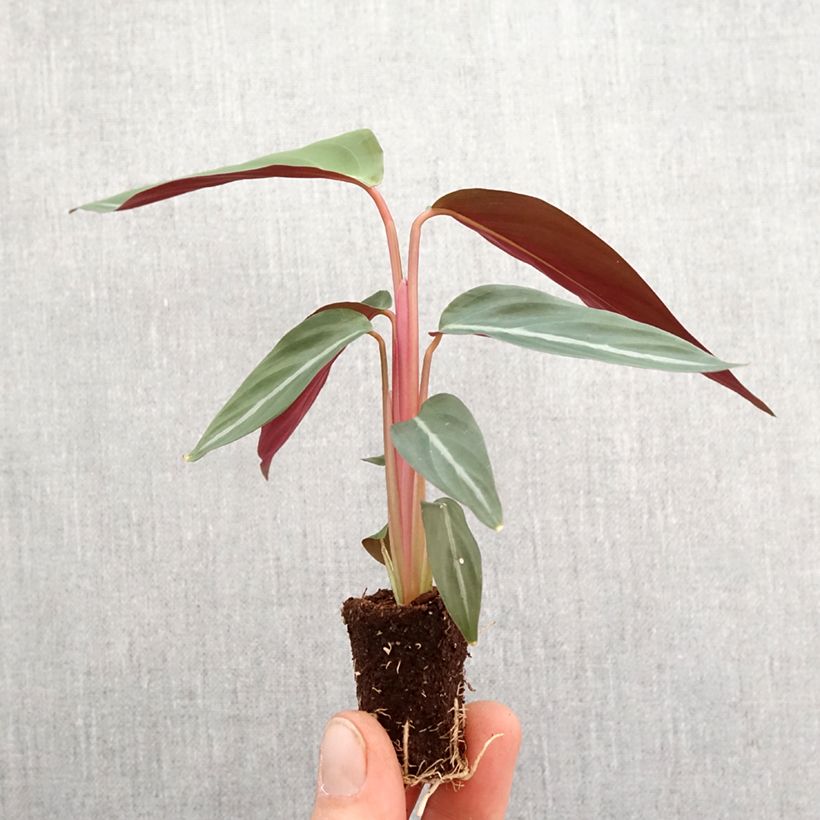 Example of Calathea sanguinea - Pauwenplant Mini-kamerplanten as you get in printemps