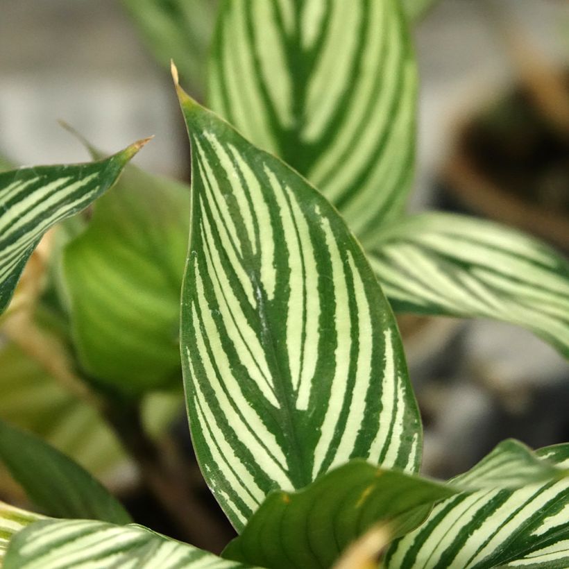 Calathea vittata - Pauwenplant (Blad)