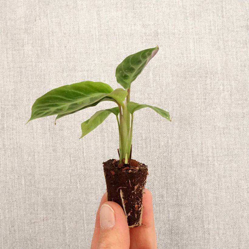 Exemplaar van Calathea warscewiczii - Pauwenplant Mini-kamerplanten zoals geleverd in de lente