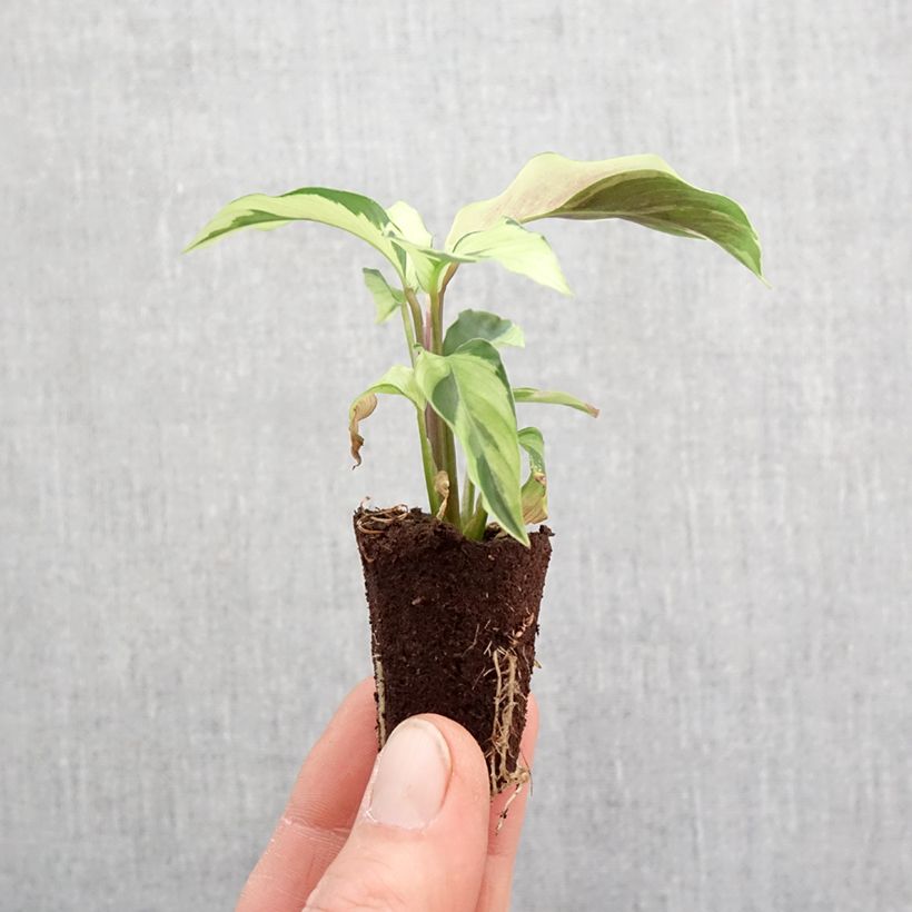 Exemplaar van Calathea Yellow Fusion - Pauwenplant Mini-kamerplanten zoals geleverd in de lente
