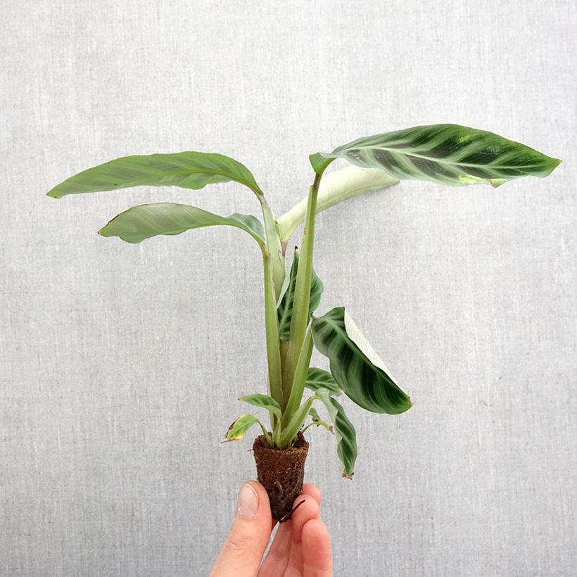 Example of Calathea zebrina - Zebraplant Mini-kamerplanten as you get in printemps
