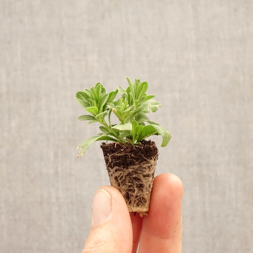 Exemplaar van Calibrachoa Cabaret Special Diva Cherry - Mini-petunia Mini-mot Ø 3/4 cm zoals geleverd in de lente